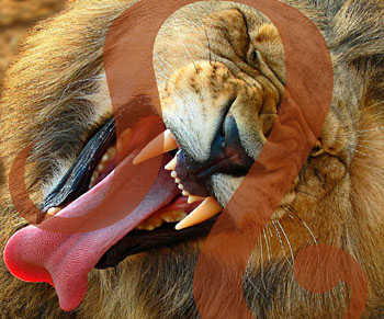 leosexhoroscope